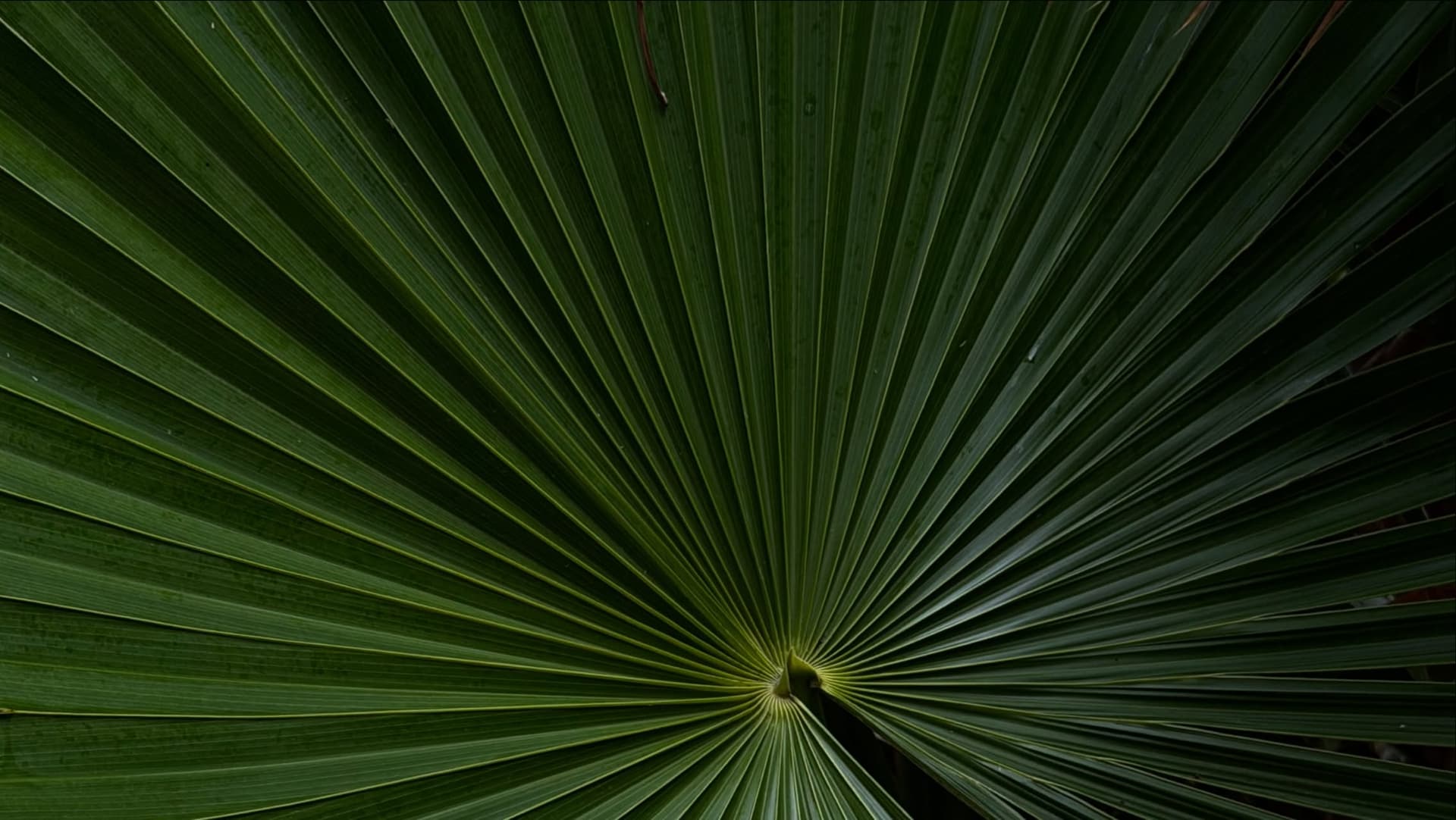 Shaped by nature. Guided by time. Rooted in connection. Every cenote tells a story written over t... on Instagram